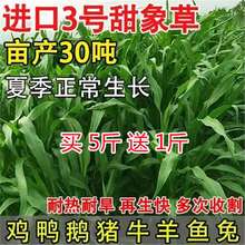 无毛甜象草3号多年生牧草种子甜高梁四季常青高产喂猪牛羊鱼草籽