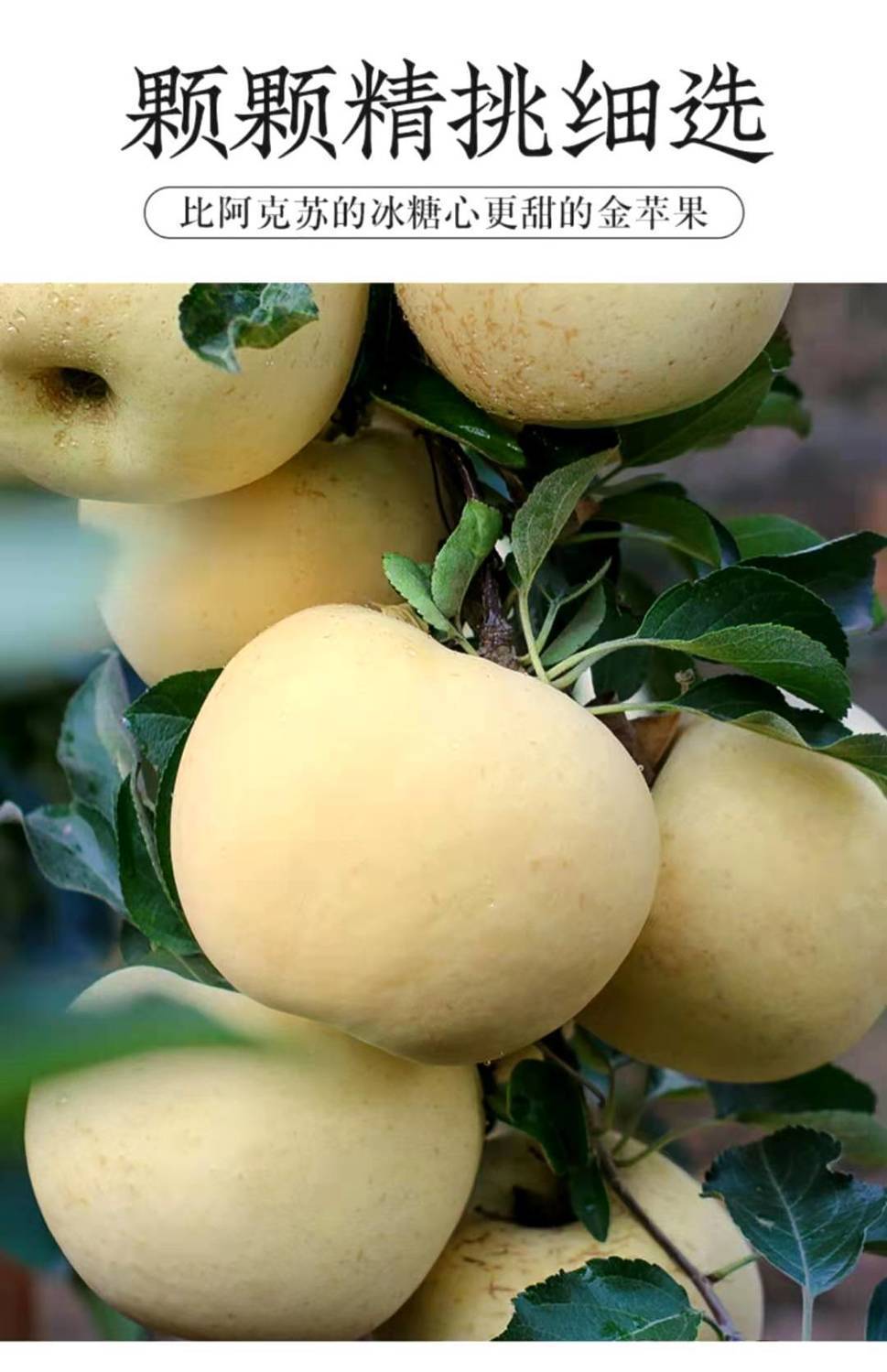 奶油富士苹果水果新鲜10牛奶黄金白色冰糖心5斤山东烟台应季整箱