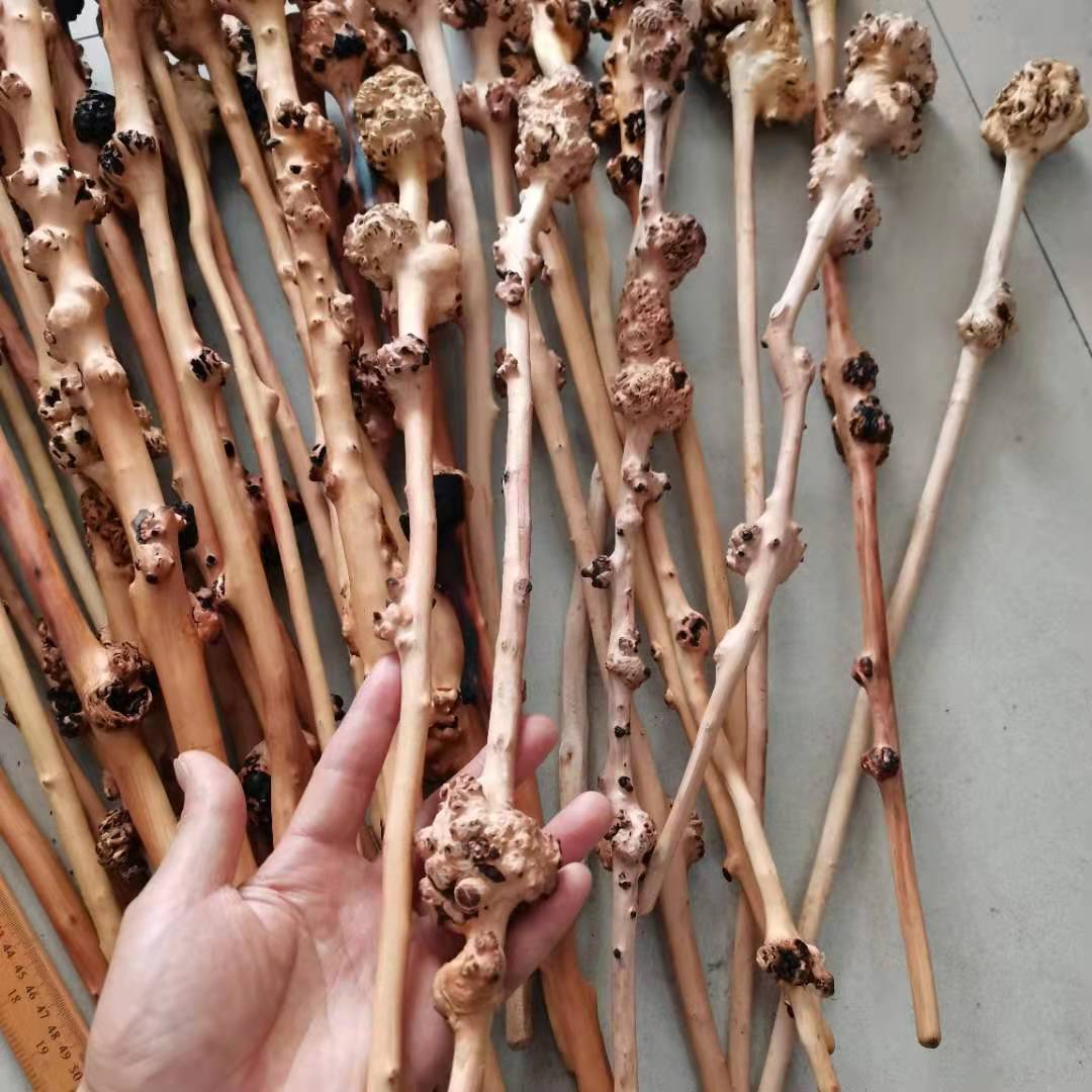 黑果木 (3)