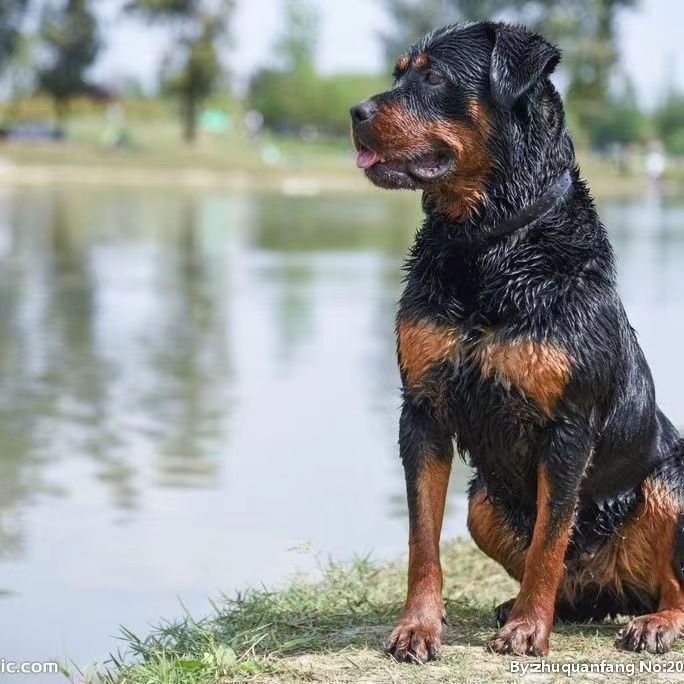 纯种罗威纳幼犬双血统德系罗威纳小狗崽大骨架护卫警犬防暴宠物狗