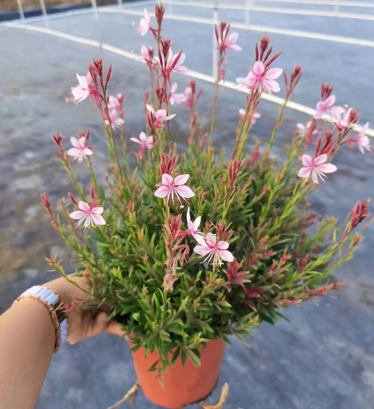 基地直销批发山桃草盆栽 花苗室外庭院花园花镜植物 花卉多年生