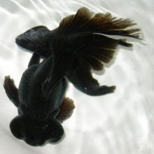 (已售!) 铁甲武士鱼 普铁 45cm_阿里巴巴找货神器