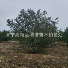 园林绿化用海棠树 西府海棠 垂丝海棠北美海棠地栽绿化苗木风景树