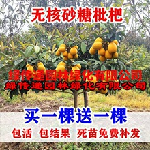 无核枇杷树苗大砂糖大五星果树苗嫁接枇杷苗树当年结果南北方种植