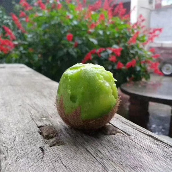 纯野生猕猴桃绿心小奇异果陕西秦岭新鲜水果斤包邮迷糊桃