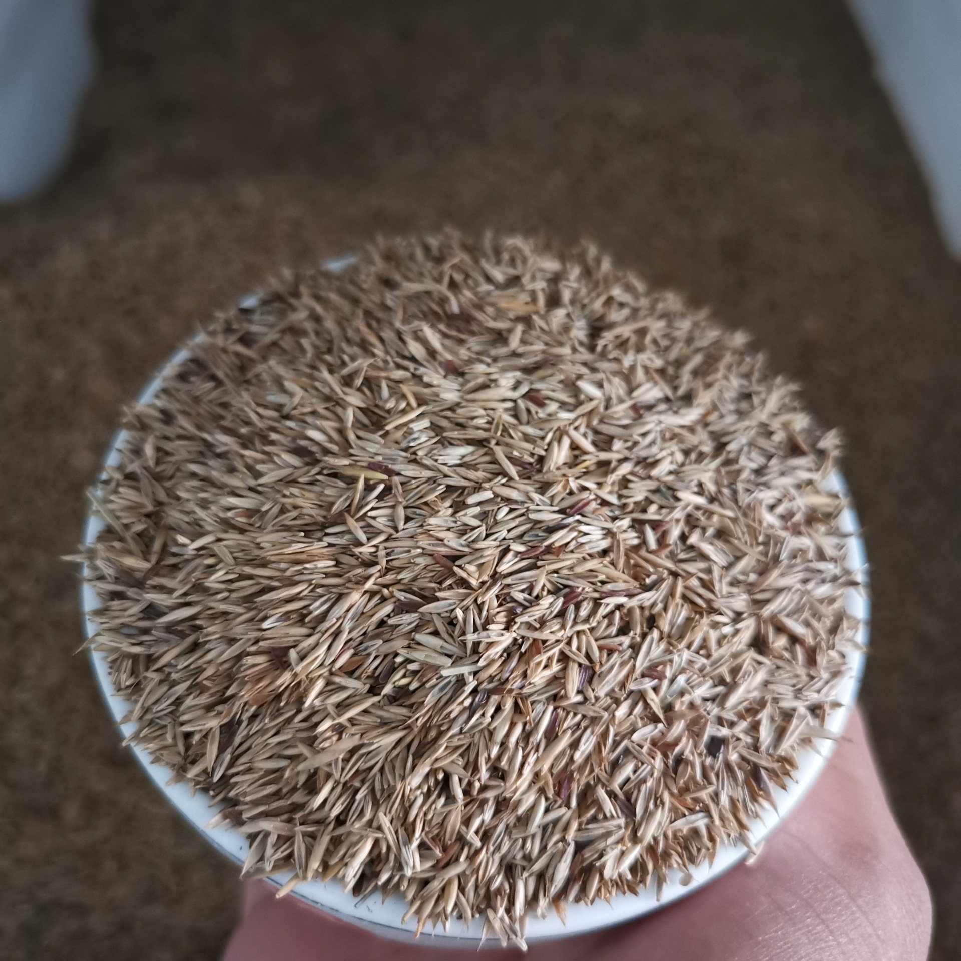 批发紫羊茅种子四季常青红狐茅种子紫羊茅草坪种子量大优货到付款