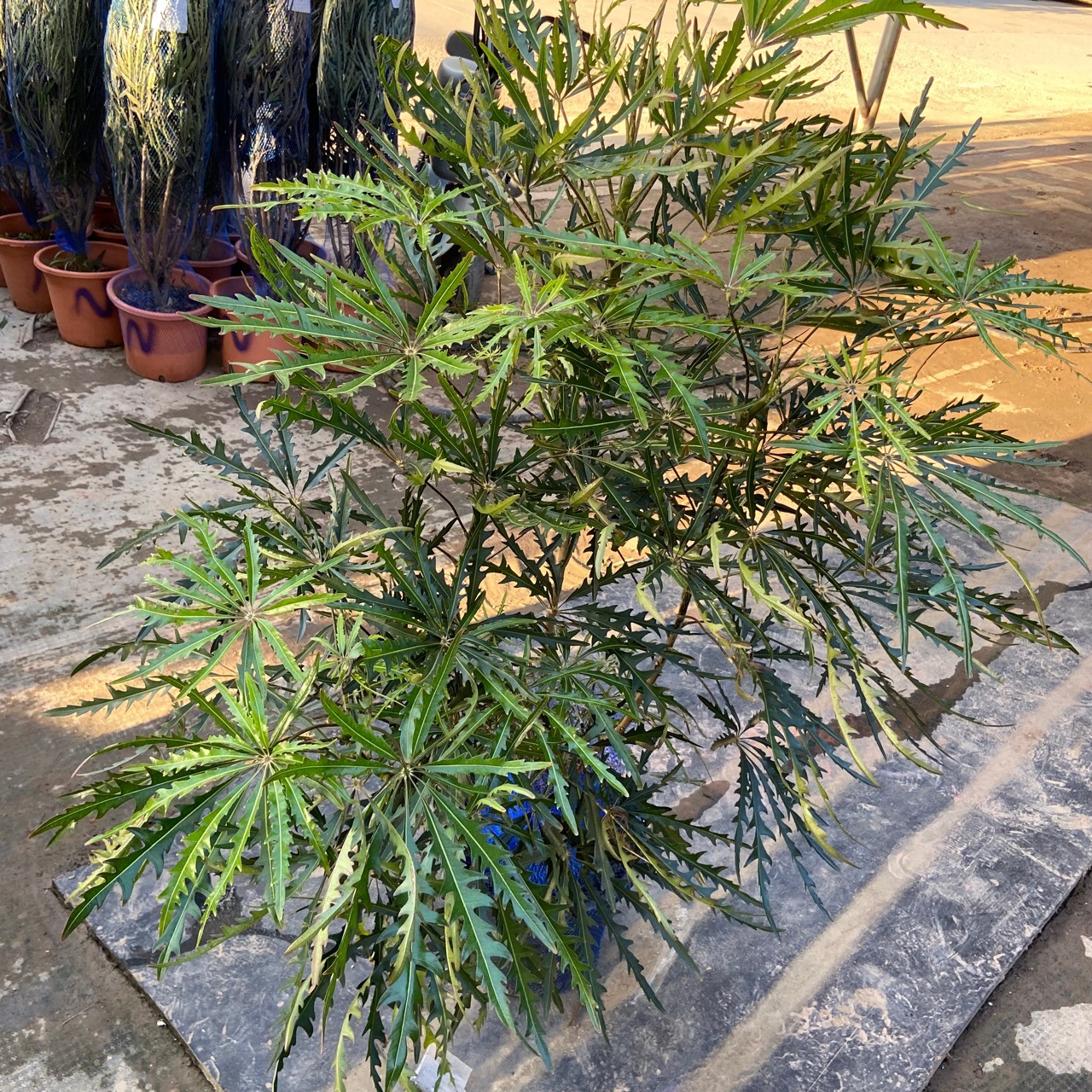 孔雀木室内室外造景植物园林景观网红植物禅意风-阿里巴巴