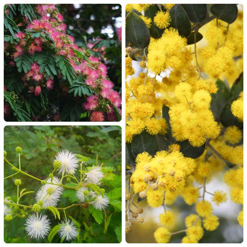 红花合欢种子粉红合欢籽山合欢绒花树种子银合欢种子金合欢种子