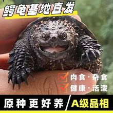 北美小鳄龟苗活物宠物龟观赏龟杂佛食肉龟水龟外塘凶猛乌龟