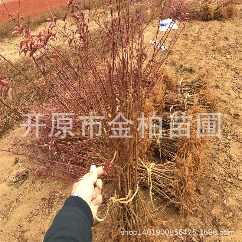 红叶李绿篱杯苗彩叶灌木耐寒红叶李树苗庭院造型树密枝红叶小苗