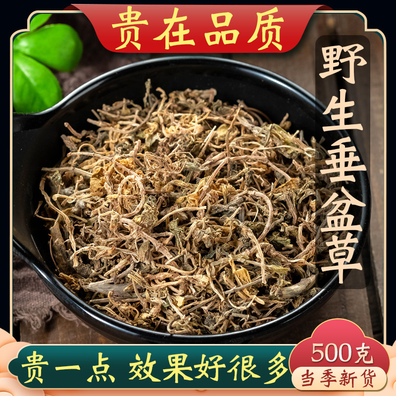 垂盆草中药材500克 野生垂盆草新货可食用垂盆草干