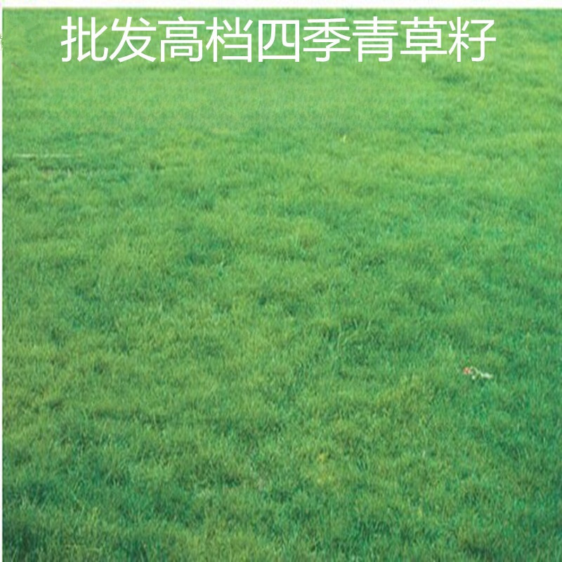 草籽公司推荐耐修剪低矮常绿草坪草籽 结缕草种子 狗牙根种子等