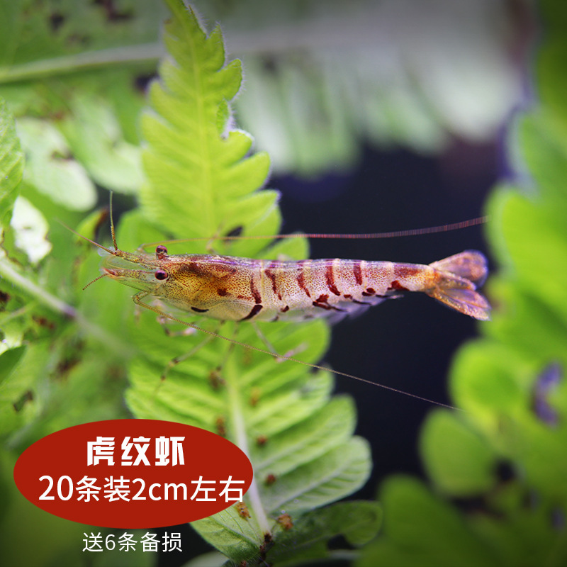 除藻淡水虾活体水晶琉璃虾虾虾红黑壳清洁虾虾活体工具虾观赏观赏