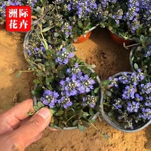 多花筋骨草 庭院园林紫花筋骨草 基地绿化工程观赏花筋骨杯苗批发