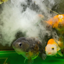 沃韦朗硝化细菌2代鱼缸养鱼烟雾活性状高浓缩硝化菌小鹏说水族