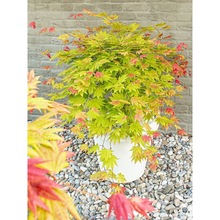 月升枫树盆景团扇系列一物一拍 月升素材名贵红枫品种 阳台庭院种