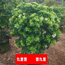 九里香四季开花吸甲醛七里香阳台庭院花卉驱蚊驱虫植物含盆不含盆