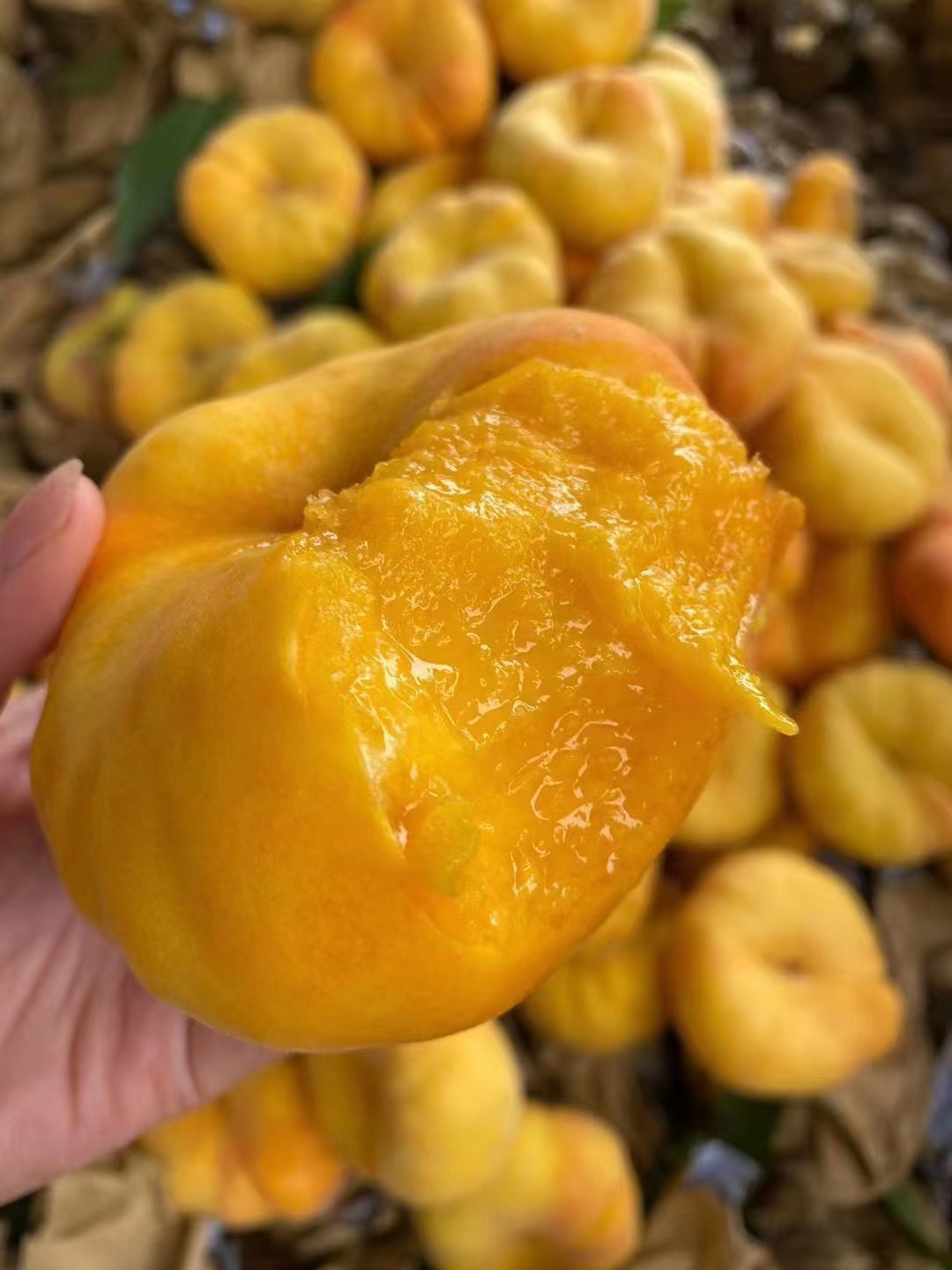 山东毛蟠桃中蟠11号黄肉潘桃4.5-5斤装一件代发