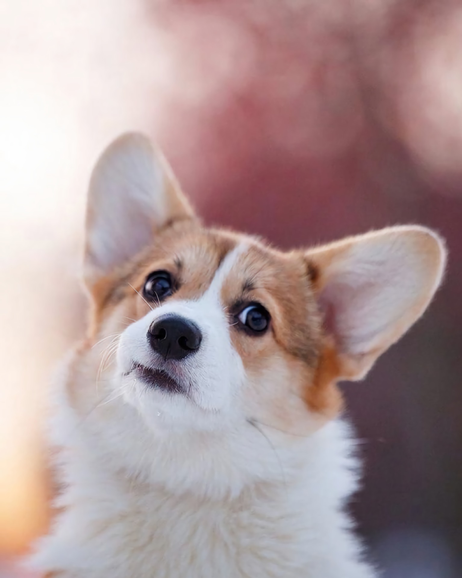 柯基小狗钻石画