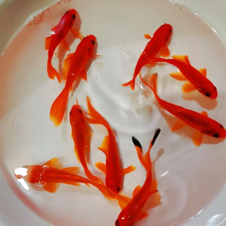 冷水鹦鹉鱼招财鱼黄金龙凤锦鲤鱼黑草金风水鱼蝶尾金鱼冷水发财鱼