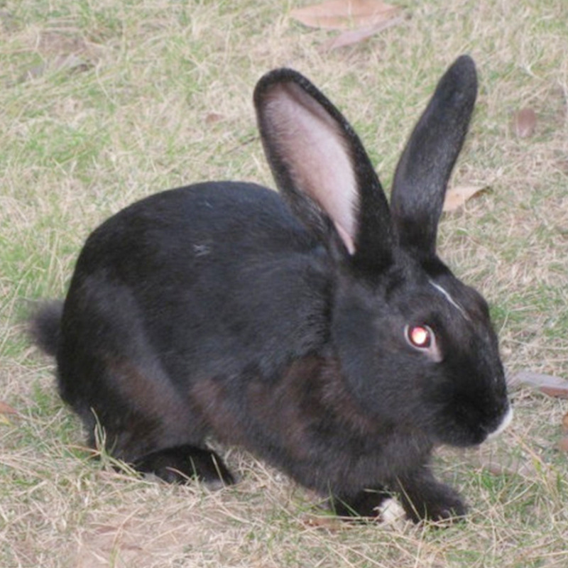 货供应养殖中华黑獭兔野兔 养殖獭兔种兔技术养殖野长毛兔