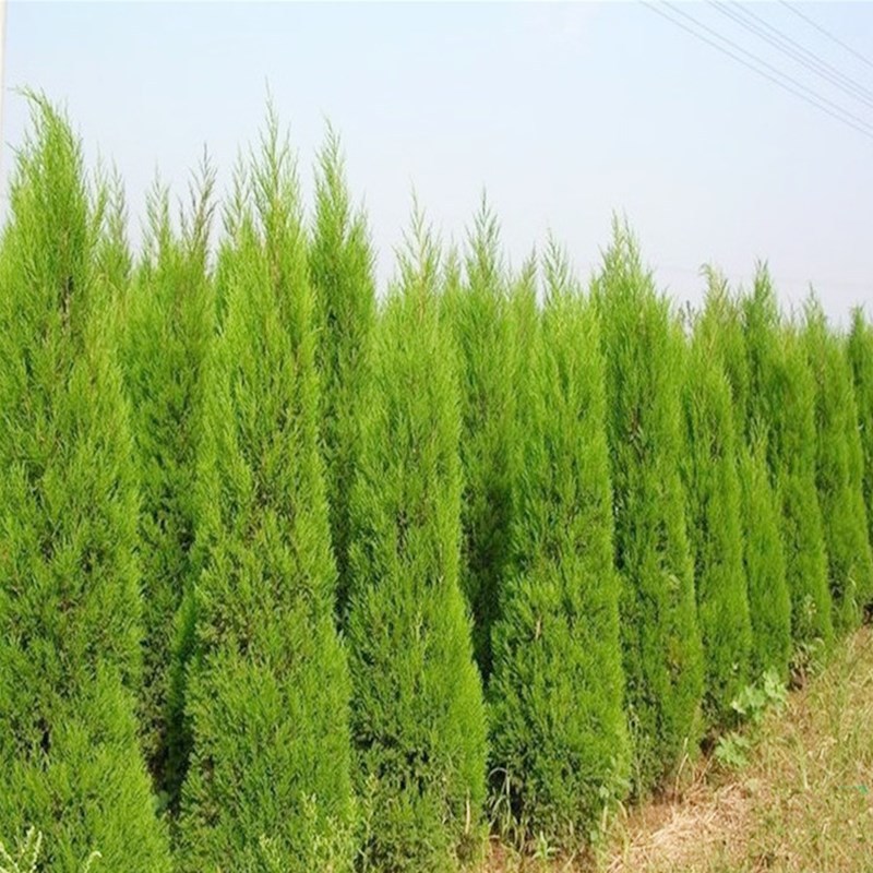 桧柏苗刺松树苗塔柏树苗塔松树苗蜀桧树苗绿化苗木带土发货塔柏苗
