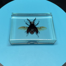 透明树脂内埋昆虫标本 透明树脂内藏工艺品 水晶胶礼品