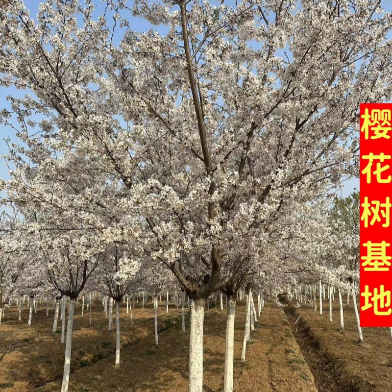 樱花树基地早樱晚樱染井吉野阳光樱庭院种植园林绿化樱花规格全