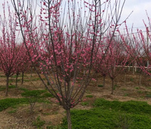 一件代发红梅花树苗盆栽老桩庭院耐寒冬季开花卉植物浓香原生高杆