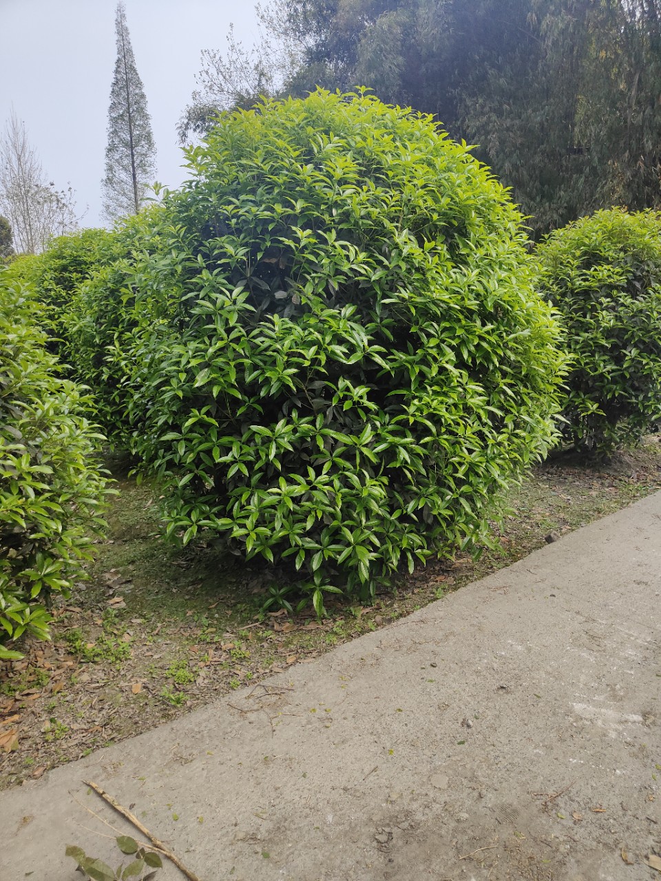 笼子桂花 丛生桂花球 各种绿化苗木批发 基地直销-阿里巴巴