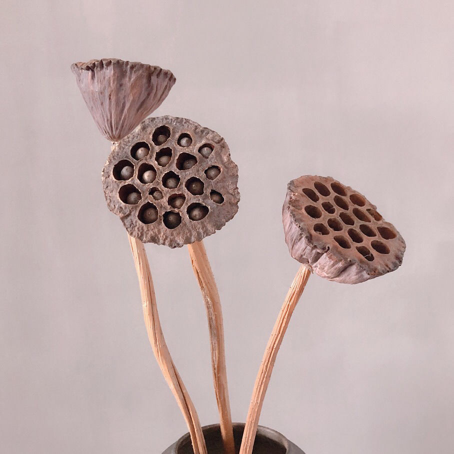 包邮莲蓬干花天然禅意装饰真杆带籽莲蓬原生态落地拍摄干花花束