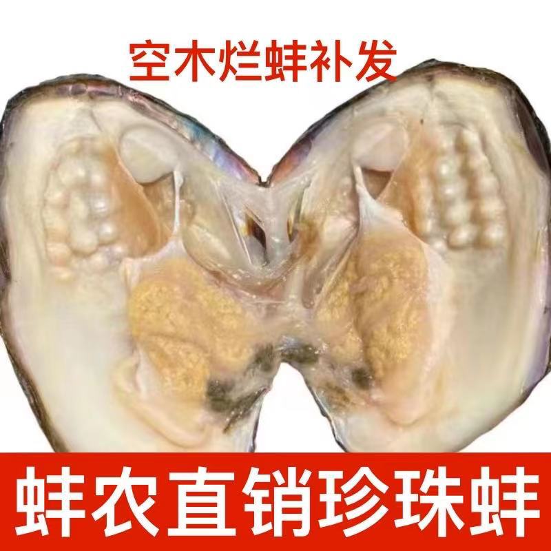 爱迪生蚌多珠蚌养殖户批发单珠珍珠蚌河蚌鲜活空木烂蚌补发