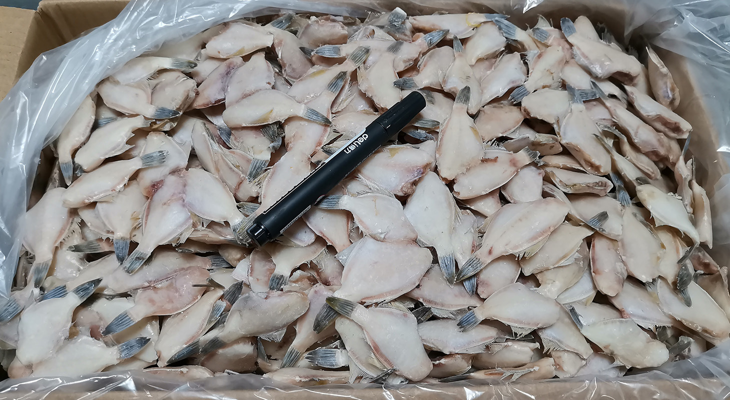 速冻水产品 单冻三去50-60条斤马面鱼冷冻达仔鱼可加工耗儿鱼厂家