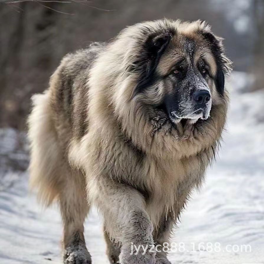 双血统高加索牧羊犬幼犬活体纯种高加索猛犬护卫犬高加索巨型犬狗