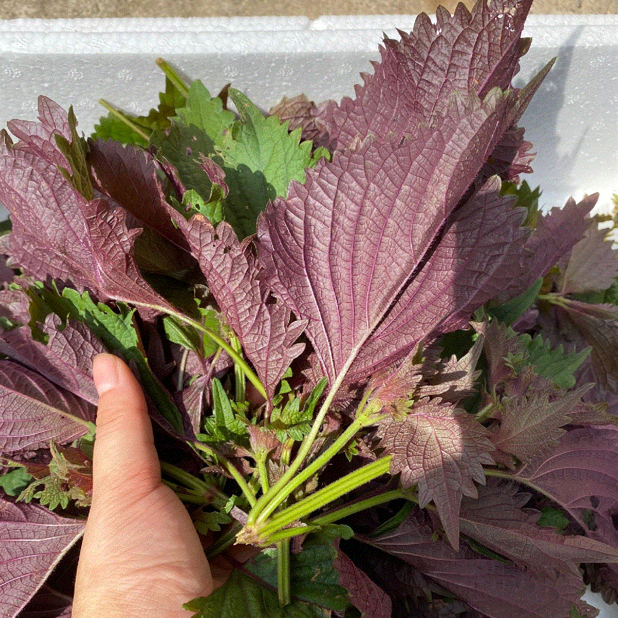 ll紫苏叶新鲜食用湖北农家紫苏饭店鱼虾去腥味双面紫色叶子50