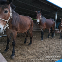 养殖杂交肉骡子 肉骡子改良品种 出肉率高劳动力强 包送