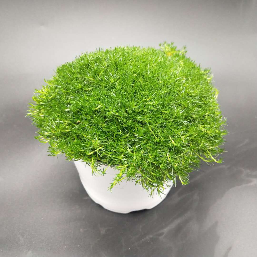 爱尔兰珍珠草 草坪地被植物花园微景观多种地被小花 基地直售批发