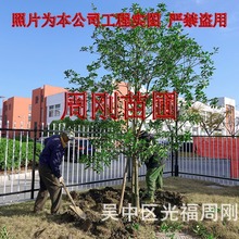 苏州桂花、桂花树种植基地、光福桂花苗圃、金桂、银桂、丹桂