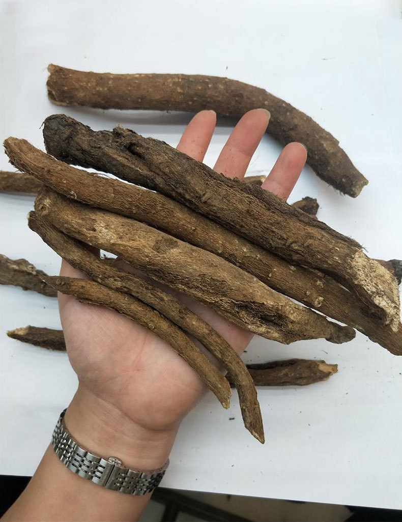 现货四川阿坝藏区川木香 木香广木香 云木香 中药材批发市场