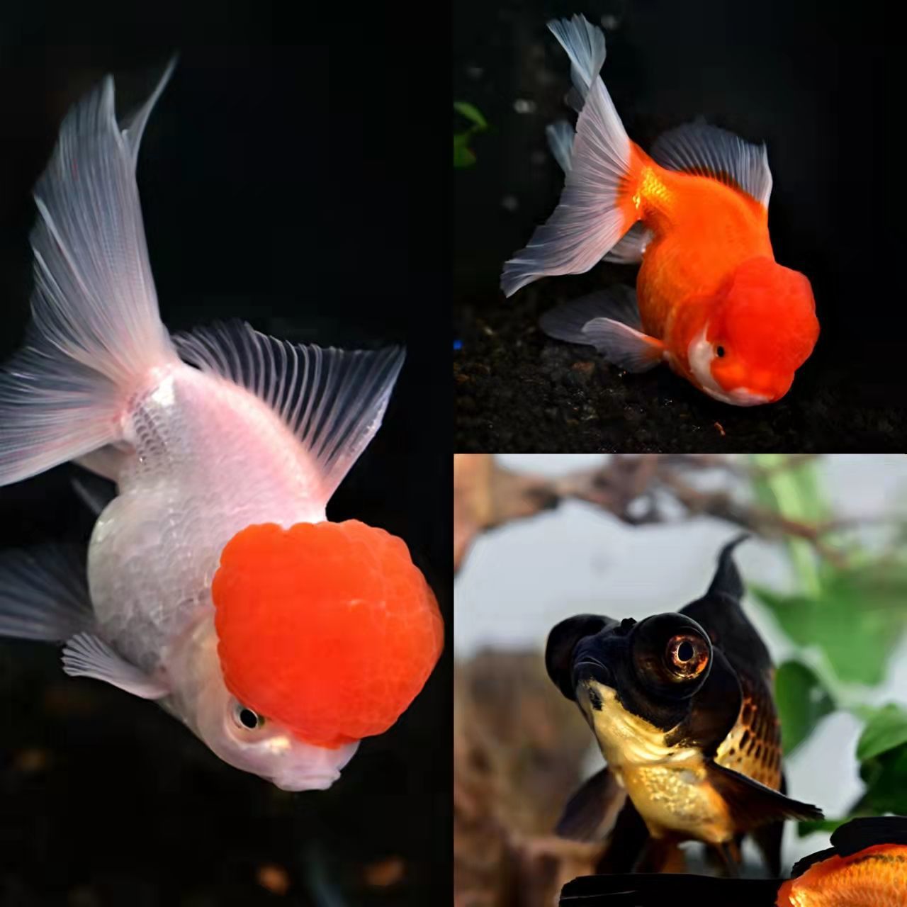 狮头金鱼冷水观赏鱼龙睛大眼睛狮子头丹顶鹤顶红鎏金特价包邮包活