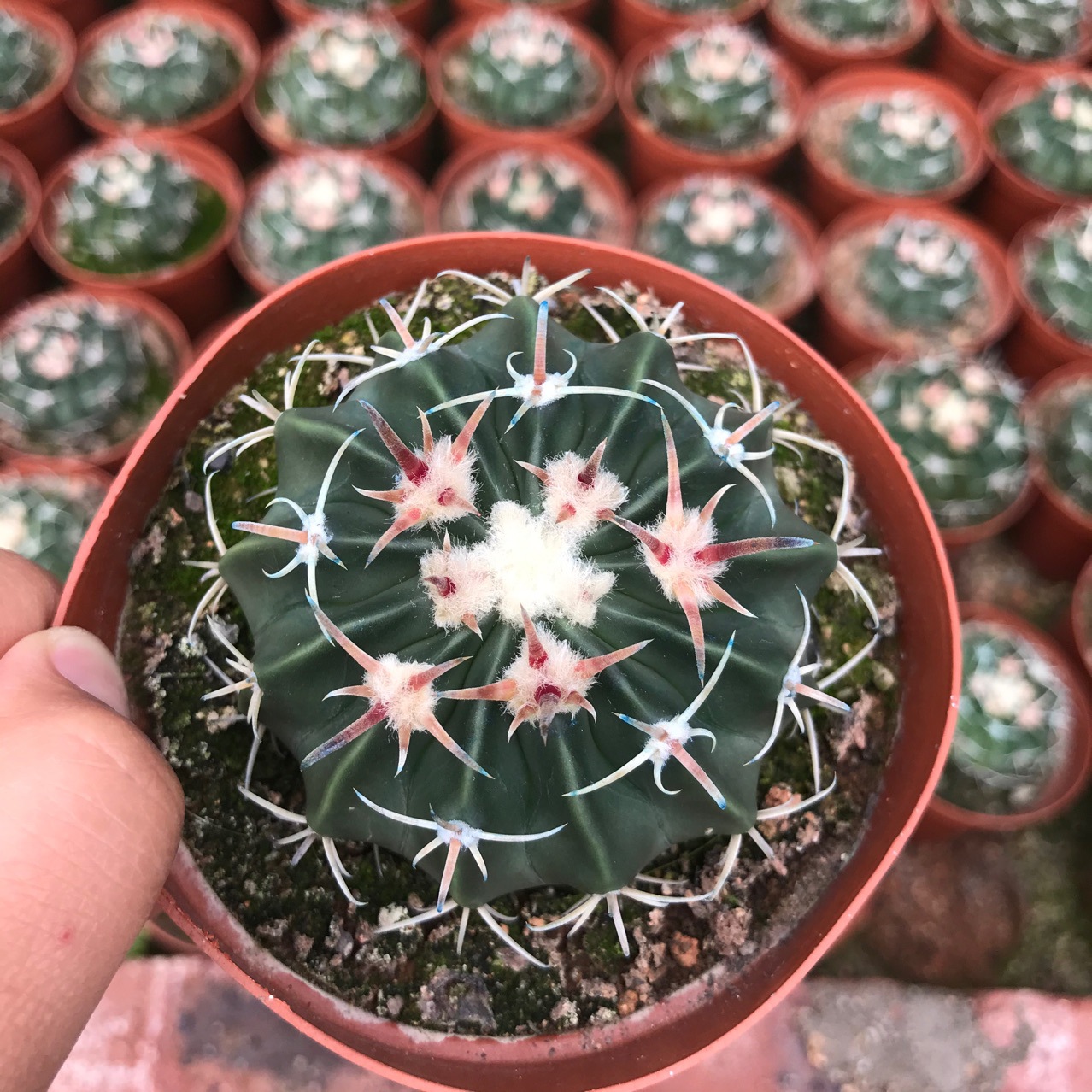 仙人球实生凌波79cm千波万波多肉植物仙人掌室内小盆栽多肉植物