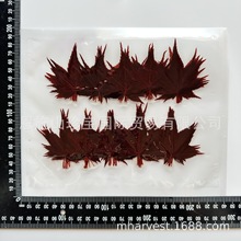 盐渍枫叶鸡爪槭叶Salted Momiji Leaf Salted Maple Leaf寿司垫盘