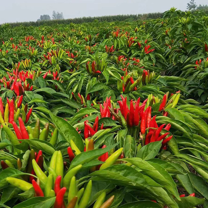 枥木8号朝天椒种子早熟干鲜两用朝天椒辣椒种籽皮厚籽多辣椒种子