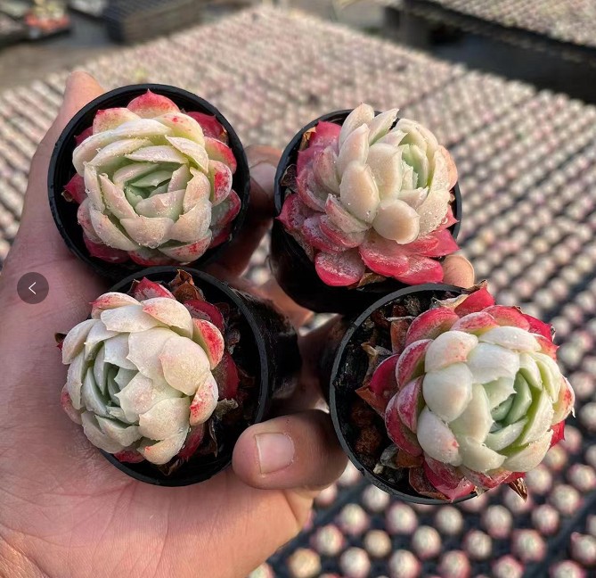 678基地批发多肉植物系列 状态乌拉克拉群盆10cm多肉品种-报价