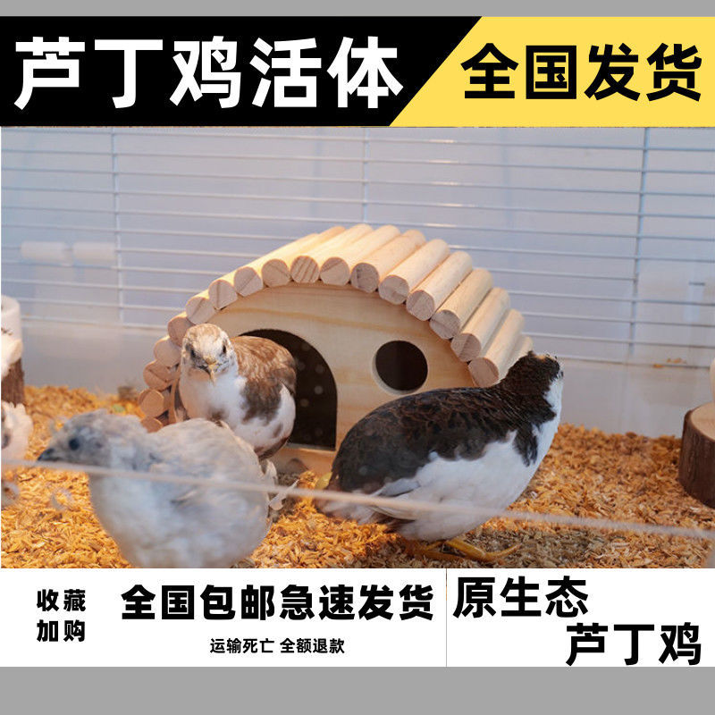 芦丁鸡全色系颜色变异德系活苗观赏鸡活物宠物下蛋鸡包邮活物