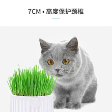 猫草种子水培猫薄荷猫零食除毛球化毛膏猫草种籽种植套装猫咪用品