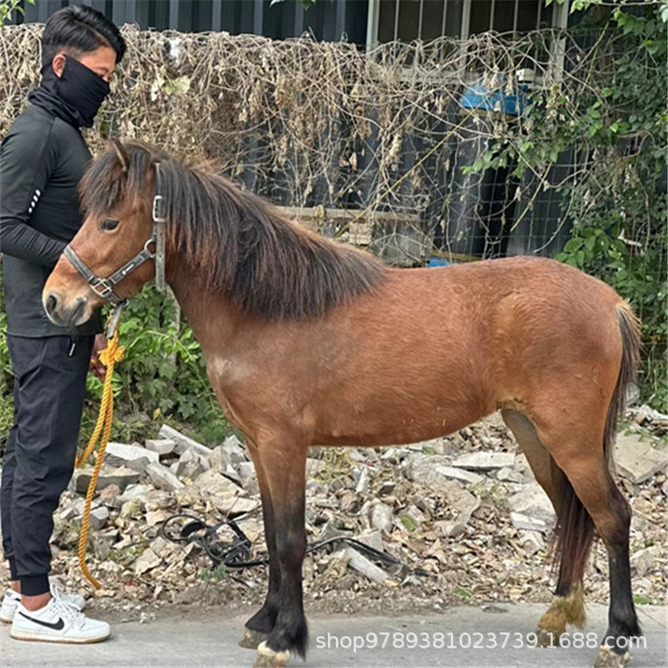 养殖场骑乘马蒙古马阿拉伯马血马种马矮马中国宠物迷你马-阿里巴巴