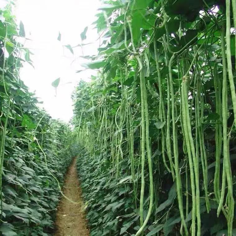 豆角新鲜长豆角现摘批发豇豆新鲜长豇豆带豆批发长豆角新鲜腌制