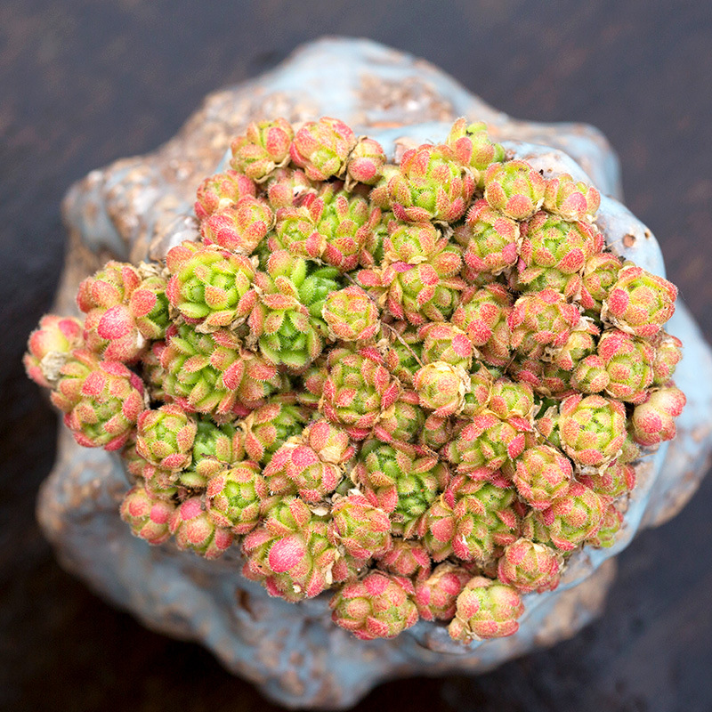 花岩鞋群生多肉植物超萌肉肉植物四季盆栽新手好养云南多肉