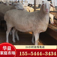 销售繁殖小尾寒羊 育肥肉羊 改良种羊公羊小羊羔